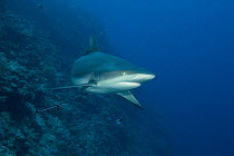 Grey reef shark (Carcharhinus amblyrhynchos) at North Horn, Queensland, Australia