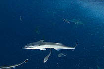 Sharksucker (Echeneis naucrates) and other fish, Queensland, Australia