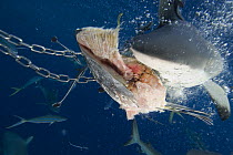 Grey Reef shark (Carcharhinus amblyrhynchos) attacking bait, North Horn, Queensland, Australia.