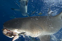 Grey Reef shark (Carcharhinus amblyrhynchos) taking bait, North Horn, Queensland, Australia.