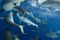 Grey reef sharks (Carcharhinus amblyrhynchos) at North Horn, Queensland, Australia