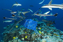 Sharks and fish around "shark attract cage" at North Horn, Queensland, Australia
