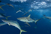 Grey Reef sharks (Carcharhinus amblyrhynchos) and other fish species just under surface at North Horn