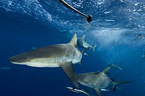 Grey Reef sharks (Carcharhinus amblyrhynchos) at North Horn teeming at water surface