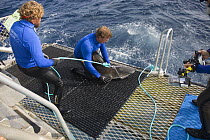 Undersea Explorer's crew baiting grey reef sharks (Carcharhinus amblyrhynchos) to collect tissue samples. North Horn, Queensland, Australia