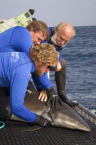 Undersea Explorer's crewwith grey reef shark (Carcharhinus amblyrhynchos) to collect tissue samples. North Horn, Queensland, Australia