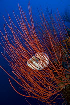 Chambered nautilus (Nautilus pompilius) in red whip coral, Queensland, Australia