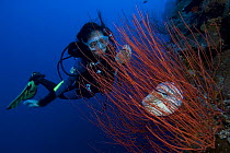 Diver watching Chambered nautilus (Nautilus pompilius) in red whip coral, Queensland, Australia