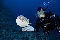 Nautilus with diver, Queensland, Australia