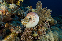 Nautilus feeding in the coral reef, Queensland, Australia