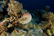 Nautilus feeding in the coral reef, Queensland, Australia