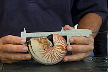 Nautilus being measured upon the research vessel Undersea Explorer, Queensland, Australia