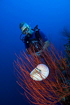 Dr Billy Sinclair, Senior Lecturer at Central Queensland University, Rockhampton, observing nautilus swimming amidst red whip coral. Queensland, Australia.