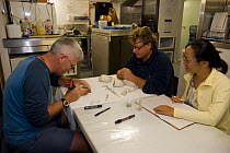 Scientists engraving tracking numbers on nautilus onboard the research vessel Undersea Explorer. Queensland, Australia