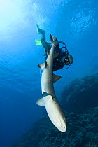 John Rumney  catching and tagging white tip reef shark (Triaenodon obesus) - they rope lasso the tail of the white tip and bring the shark up to the boat to measure and ID the shark and attach a small...