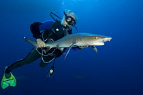 John Rumney catching and tagging white tip reef shark (Triaenodon obesus) - they rope lasso the tail of the white tip and bring the shark up to the boat to measure and ID the shark and attach a small...