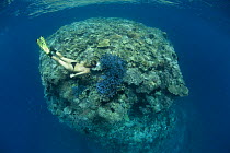 Pixie's Pinnacle surface with woman snorkeler, Great Barrier Reef, Queensland, Australia