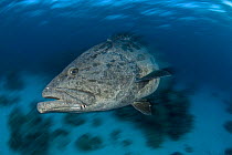 Potato grouper / cod (Epinephelus tukula), Queensland, Australia