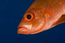 Goggle Eye Fish (Priacanthus hamrur), Queensland, Australia. Also known as Lunar-tailed bigeye, or moontail bullseye.