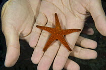 Starfish / sea star (Asteriodea) on hands, Australia
