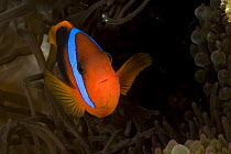 Red and black anemonefish (Amphiprion melanopus), Queensland, Australia