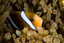 Barrier reef anemonefish (Amphiprion akindynos) in anemone tentacles, Queensland, Australia