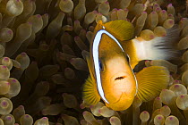 Barrier reef anemonefish (Amphiprion akindynos) in anemone tentacles, Queensland, Australia