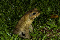 Cane toad / Giant toad (Bufo marinus), an introduced species in Queensland, Australia
