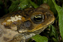 Cane toad / Giant toad (Bufo marinus) with poison from glands, an introduced species in Queensland, Australia