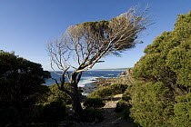 Footpath along the coast of Yallingup, Western Australia