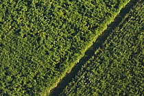 Sugar cane (Saccharum officinarum) field from the air, Atherton Tablelands, Queensland, Australia