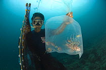 Aquarium trade fisherman on huka. Paint compressor supplies air to the fishermen who can stay underwater long to catch ornamental fish. Verde Island, Mindoro, Philippines