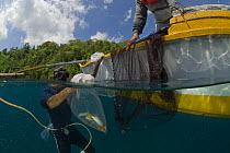 Aquarium trade fisherman on huka. Paint compressor supplies air to the fishermen who can stay underwater long to catch ornamental fish. Verde Island, Mindoro, Philippines