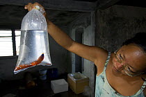 Aquarium fish caught in an accredited manner without using cyanide but with a net. Fish handlers put compressed air into assorted ornamental, tropical fish. Verde island, Mindoro, Philippines