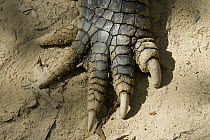 Foot of saltwater crocodile (Crocodylus porosus), Queensland, Australia