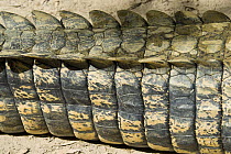 Ridge of saltwater crocodile (Crocodylus porosus) tail. Queensland, Australia