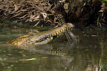 Two Australian freshwater crocodiles (Crocodylus Johnsoni), Queensland, Australia