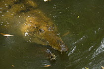 Australian freshwater crocodiles (Crocodylus Johnsoni) partly submerged in water. Queensland, Australia