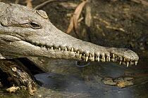 Australian freshwater crocodile (Crocodylus Johnsoni), Queensland, Australia.