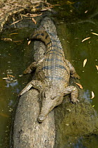 Australian freshwater crocodile (Crocodylus Johnsoni) on tree trunk in water. Queensland, Australia