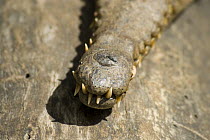 Australian freshwater crocodile (Crocodylus Johnsoni) close-up of snout. Queensland, Australia