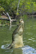 Saltwater crocodile (Crocodylus porosus) jumps out of water trying to catch dangling bait. Queensland, Australia.