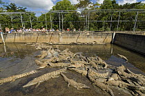 Saltwater crocodiles (Crocodylus porosus) in Hartley's Creek crocodile farm, Queensland, Australia