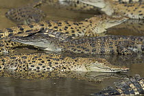 Saltwater crocodiles (Crocodylus porosus) in Hartley's Creek crocodile farm, Queensland, Australia