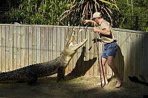 Saltwater crocodile (Crocodylus porosus) being fed in Hartley's Creek crocodile farm, Queensland, Australia