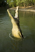 Saltwater crocodile (Crocodylus porosus) jumping out of water to catch dangling bait in Hartley's Creek crocodile farm, Queensland, Australia