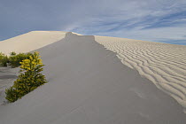 The white sand dunes of Green Head, Western Australia