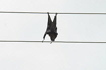 Urban Spectacled flying fox (Pteropus conspicillatus) electrocuted on power lines, Queensland, Australia
