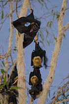 Spectacled flying foxes (Pteropus conspicillatus) in trees, Queensland, Australia