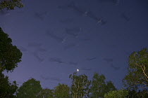 Flocks of Spectacled flying foxes (Pteropus conspicillatus) in flight at dusk, Queensland, Australia